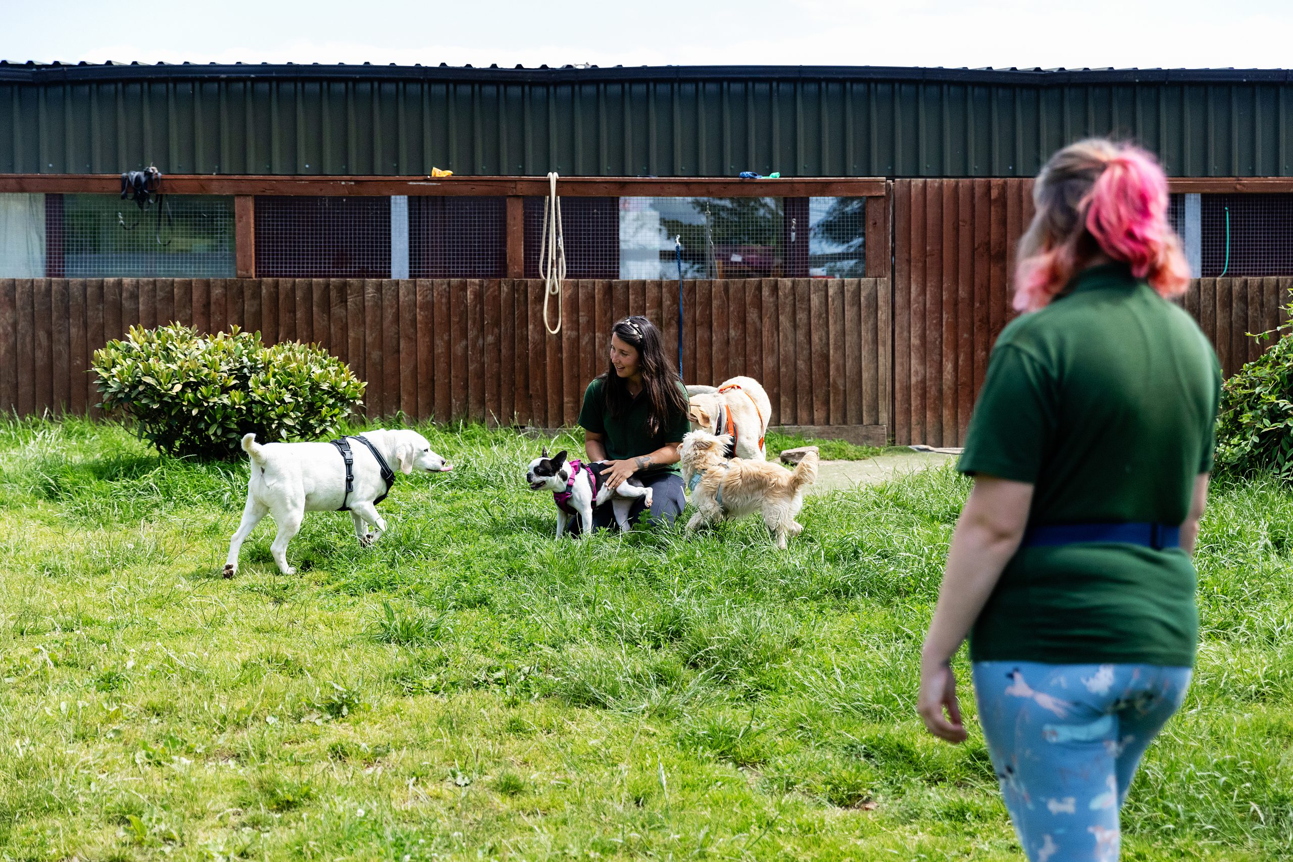 2 animal carers with green uniform shirts, playing with several dogs in a field