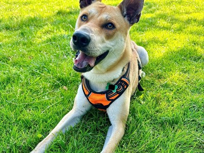 Shiba Inu with pointy ears and an orange collar, smiling and laying down on grass