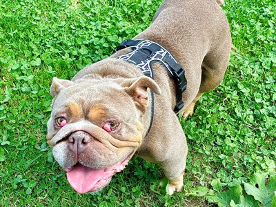 A brown English bulldog