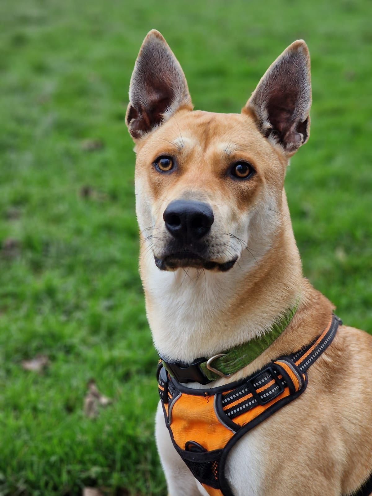 Shiba Inu with pointy ears and an orange collar stood looking ahead on grass