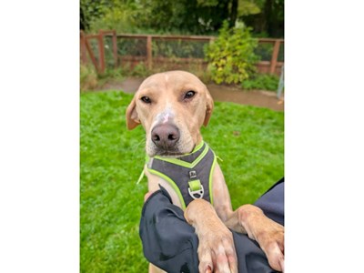 Lurcher x Labrador cross with paws reaching over persons arm.