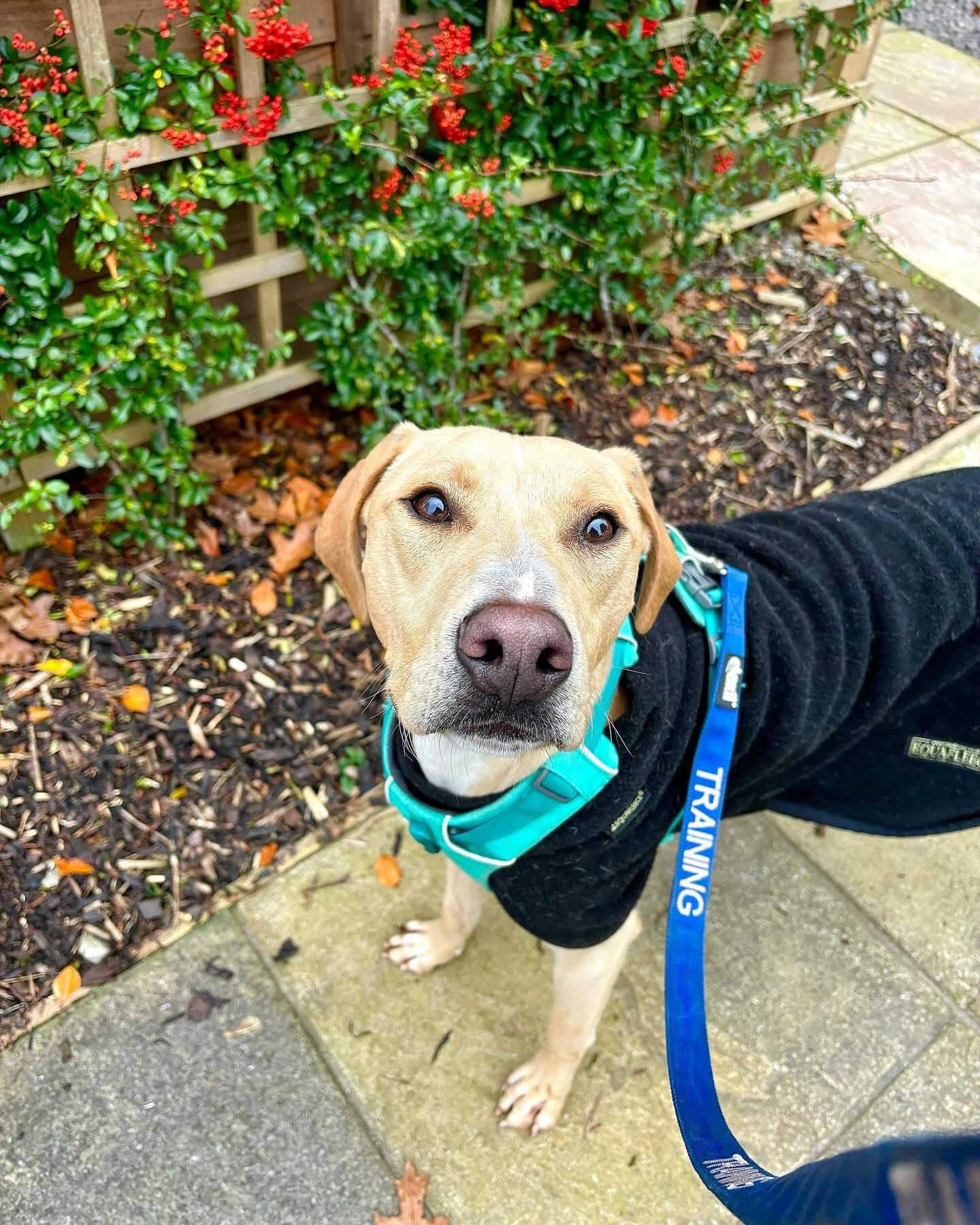 Lurcher x Labrador cross looking up at the camera in a black fleece and blue collar.