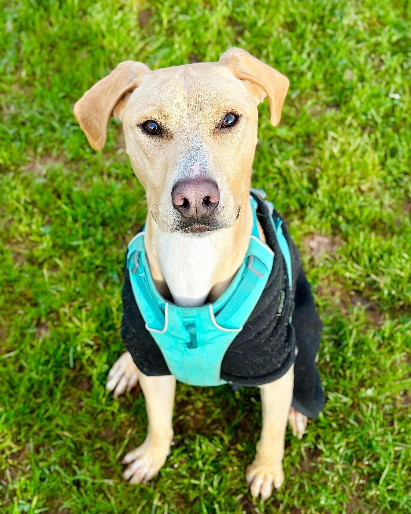 Lurcher x Labrador cross looking up at the camera in a black fleece and blue harness.