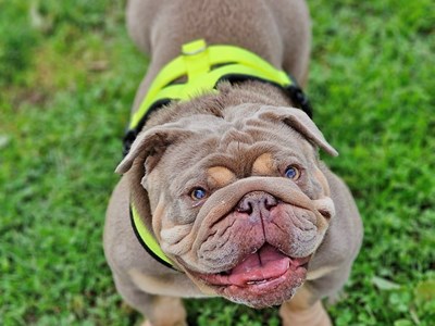 Smiling fawn coloured English Bulldog on grass with a neon harness