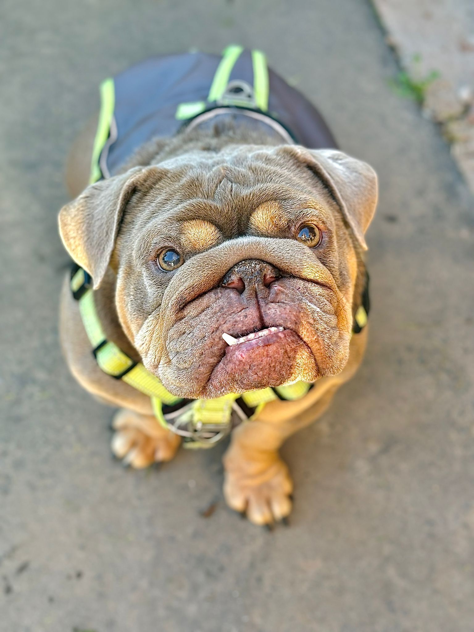 Fawn coloured English Bulldog looking up at the camera