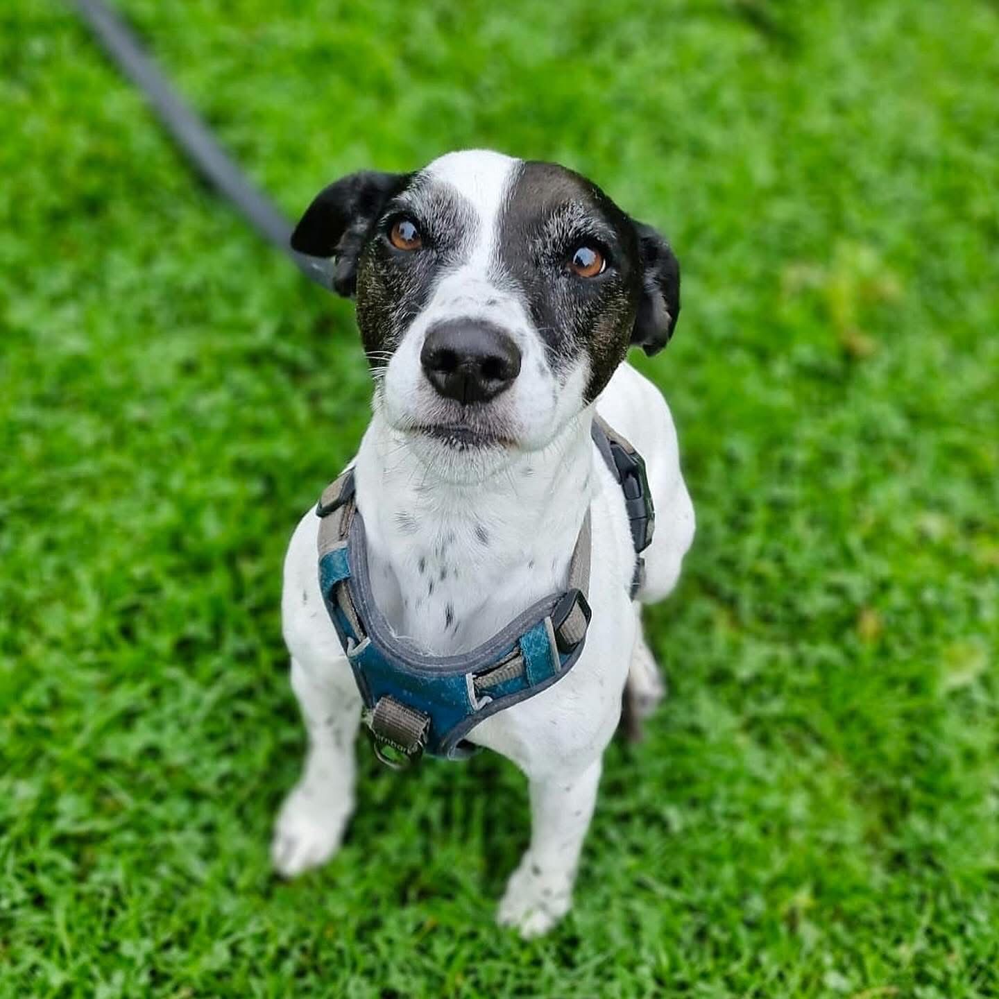 Black and white Jack Russell Terrier looking up at the camera, sat on grass