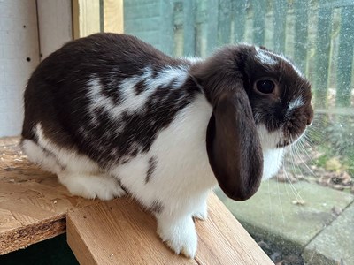 Dark grey and white rabbit sat on a wooden ramp.