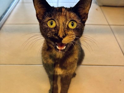 Tortoiseshell domestic short haired cat with big yellow eyes staring up at the camera on tiled floor.