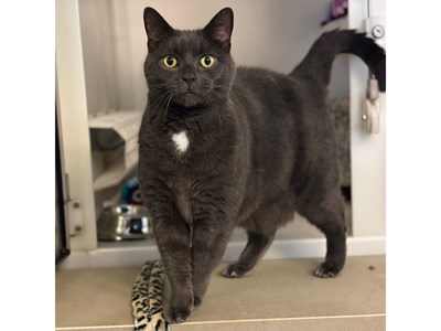 Dark grey cat with a white patch on chest, stood on wooden floor looking at the camera.