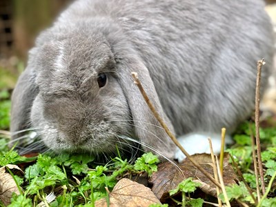 Grey bunny with floppy ears on grass.