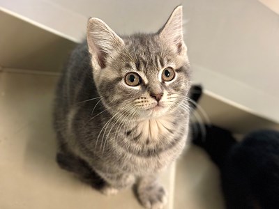 Light coloured Tabby kitten sat looking up at the camera.