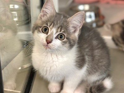 Beige and white kitten looking up at the camera.