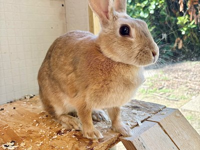 Light haired Rabbit sat up.