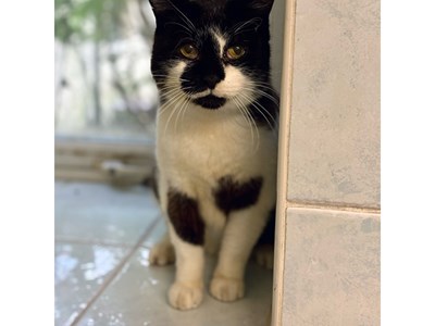 White cat with brown patches sat next to a tiled wall.