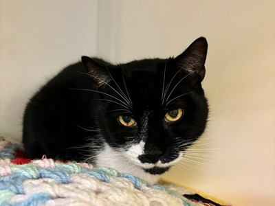 Black cat with white patch on cheek, looking at the camera.