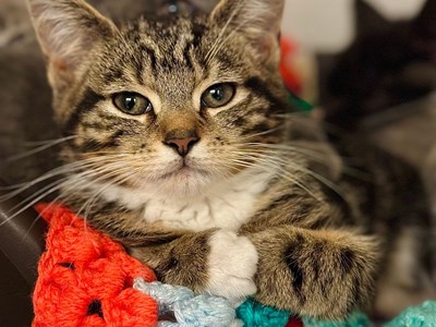 Brown and white Tabby kitten crossing paws on a knitted blanket.