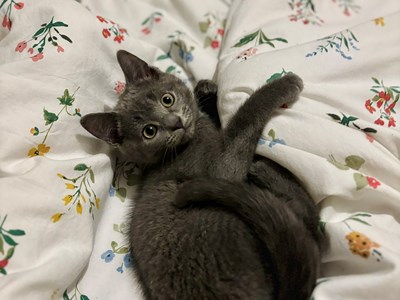 Dark grey Kitten laying playfully on duvet looking up at the camera.