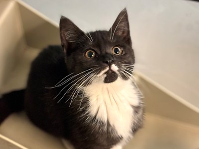 Black and white kitten with a white chest looking up at the camera.