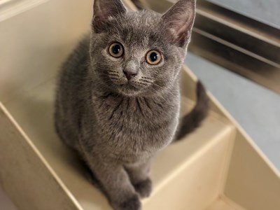 Dark grey kitten with yellow eyes sat looking up at the camera