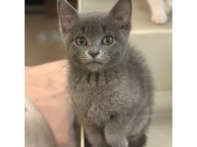 Grey kitten looking at the camera.