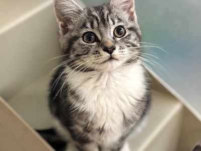 silver tabby cat woth dark stripes and a fluffy white chest looking up at the camera