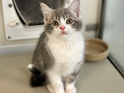 Beige and white kitten with a white chest and paws looking up at the camera.