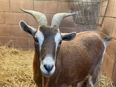 A brown goat in a stable, looking at the camera