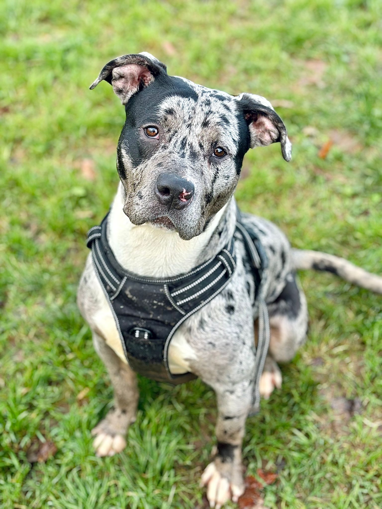 A white dog, possibly a staffordshire bull terrier, with black patches and spots, sat in a field and facing the camera