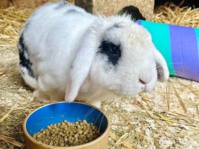 A white rabbit with a black patch on its eye, sitting next to its bowl of food