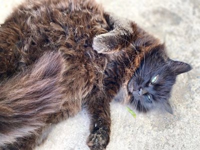 A brown, fluffy cat lying on its side and looking at the camera