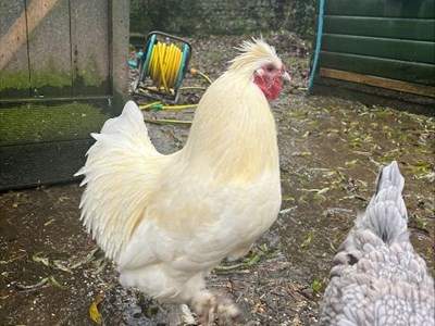 Side-view of a white/light brown hen