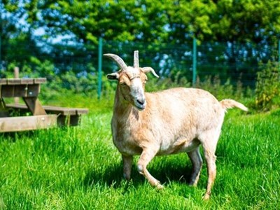 A goat in a lush, green field