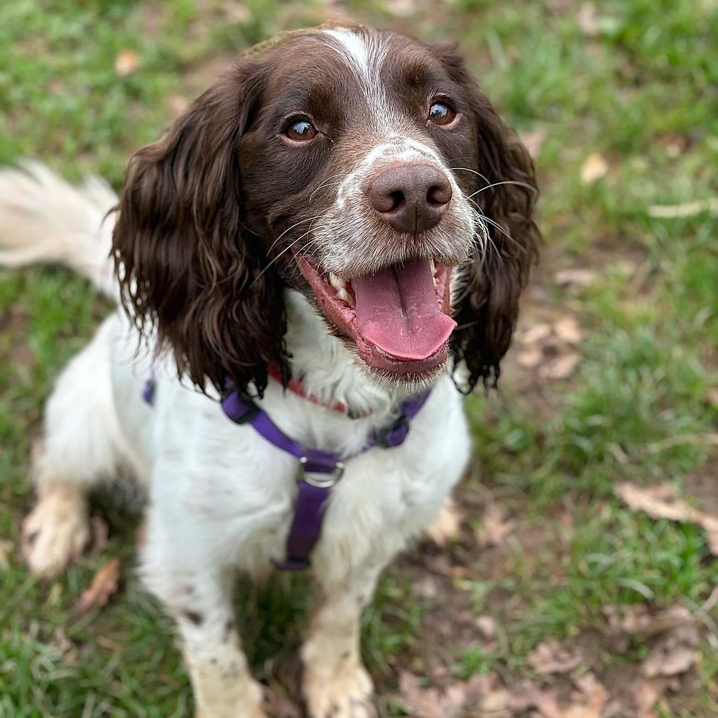 Liver and white Sprocker Spaniel, smiling at the camera. Sat on grass looking up with a black harness.