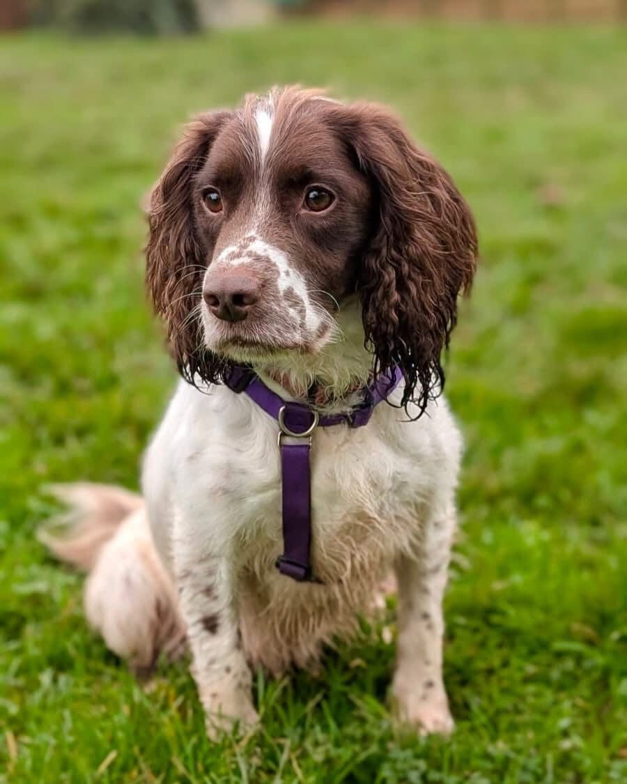 Liver and white Sprocker Spaniel, Sat on grass looking to the left with a black harness.