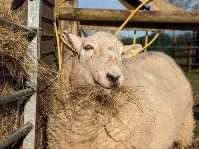 A large sheep happily chewing hay