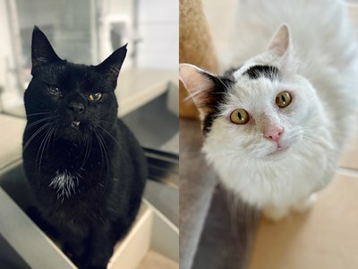 2 cats facing the camera. One is all black and the other is mostly white with some black patches on its head